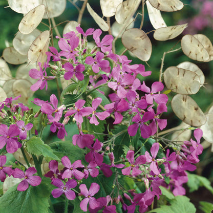 Money plant violet blooms with green leaves and silvery seed pods on a leafy backdrop.
