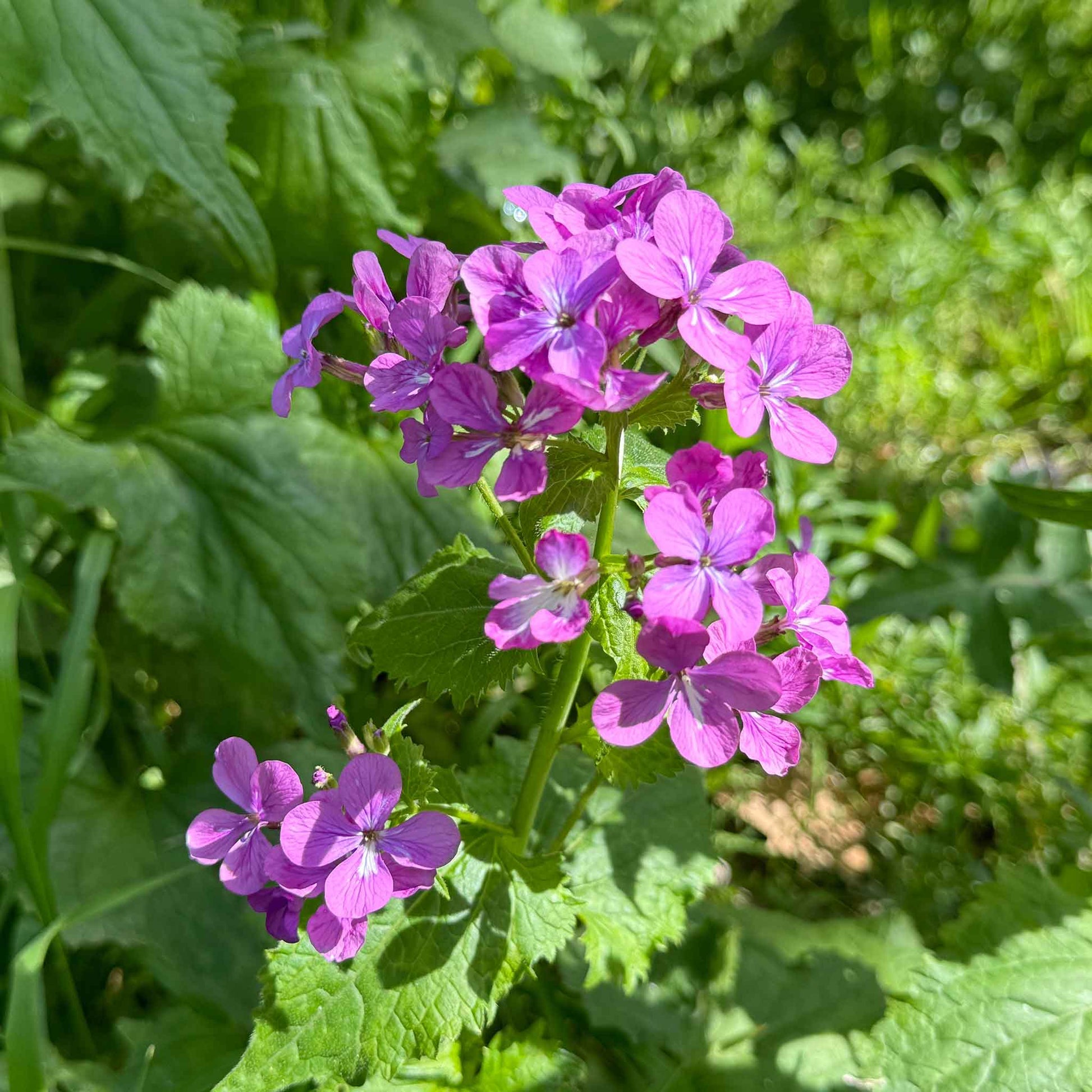 Money plant lunaria annua violet translucent silvery seed pods against a green leafy background.