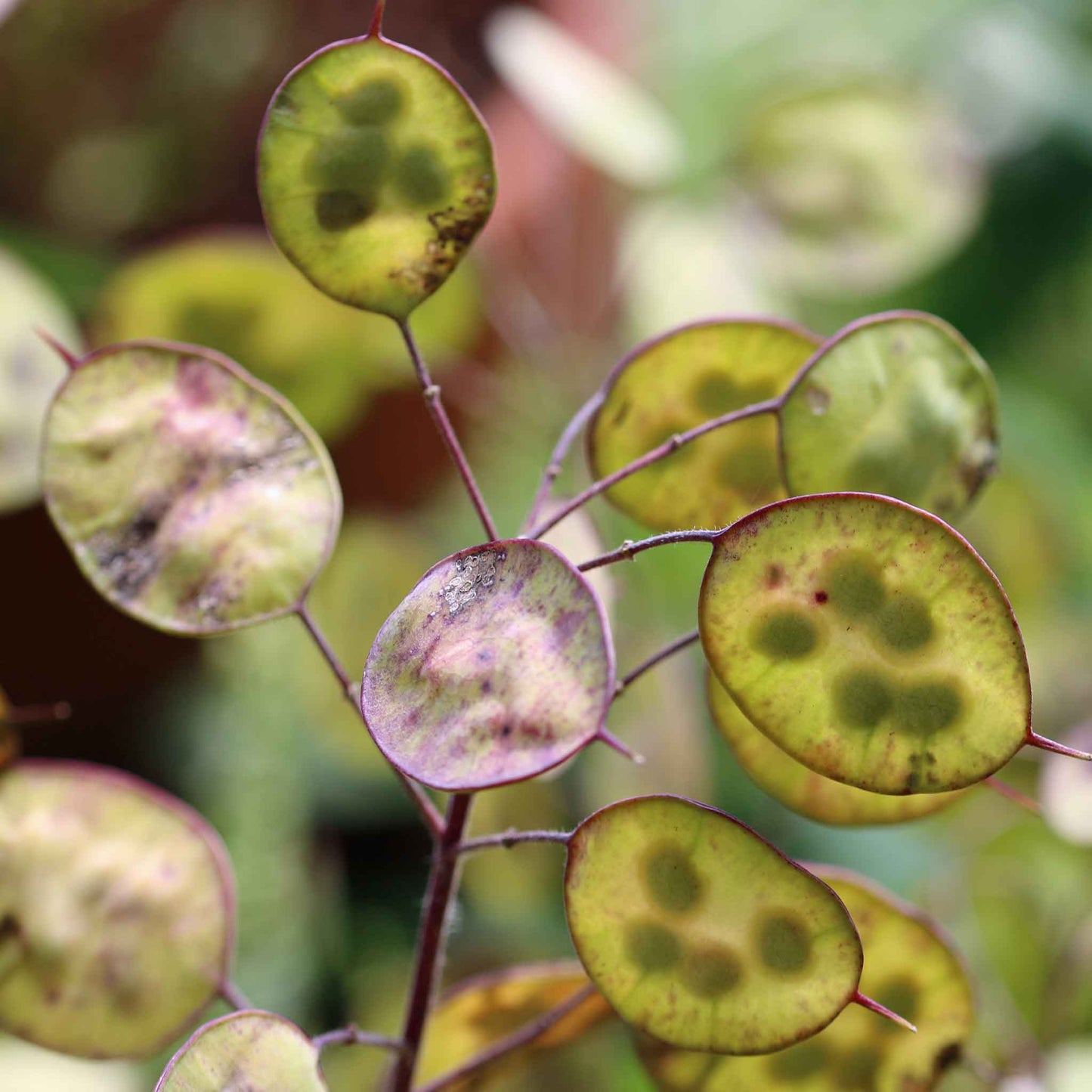 Money plant lunaria annua violet two flat round papery seed pods backlit by warm sunlight.