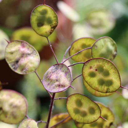 Money plant lunaria annua violet two flat round papery seed pods backlit by warm sunlight.