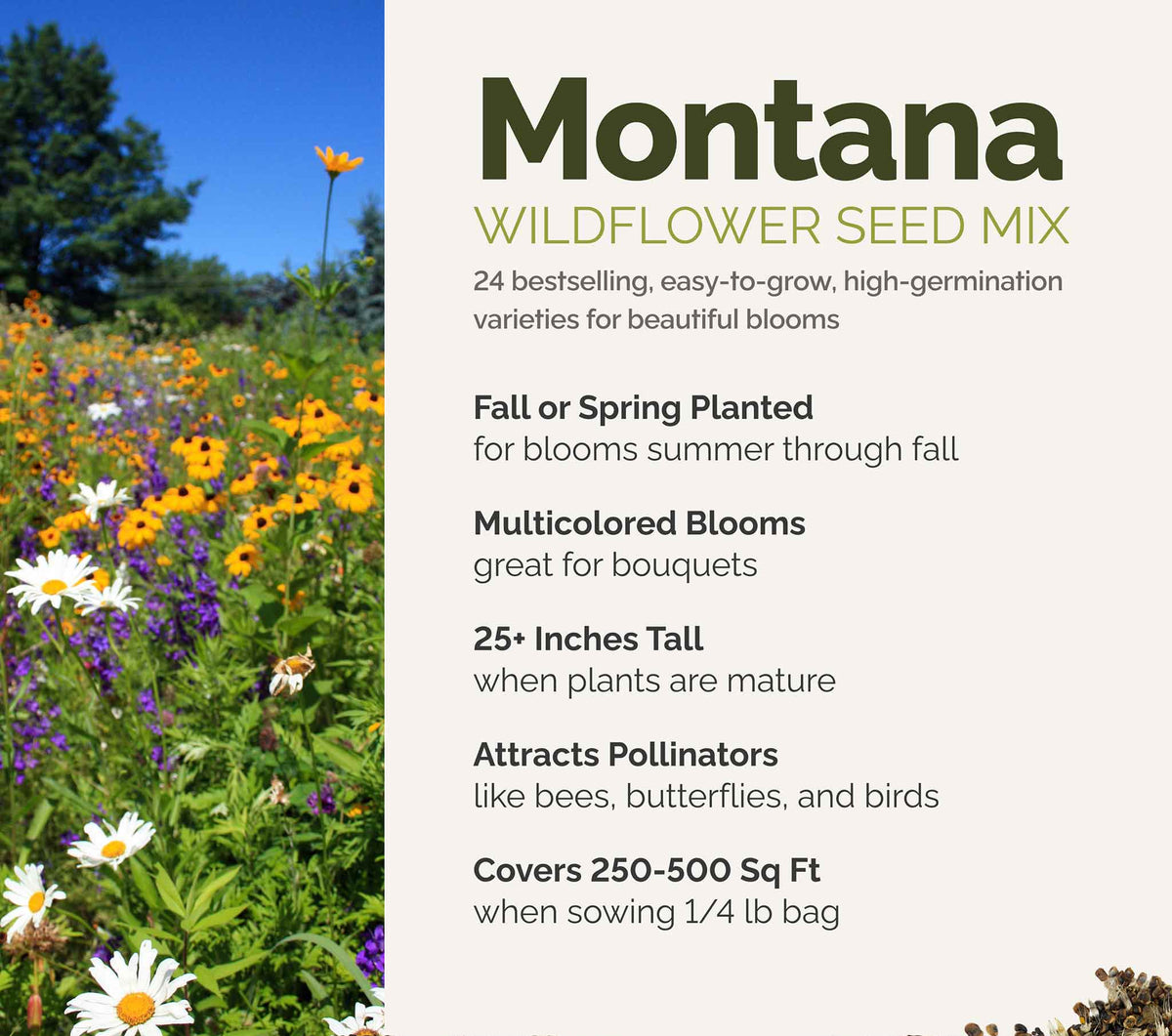 A visual overview of the wildflower seed mix, showcasing expected floral blooms.