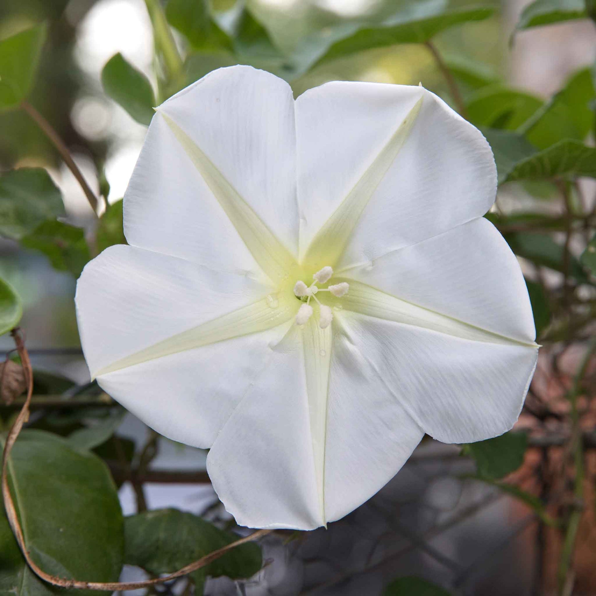 Moonflower large white bloom with yellow-green stamens against a soft green background.