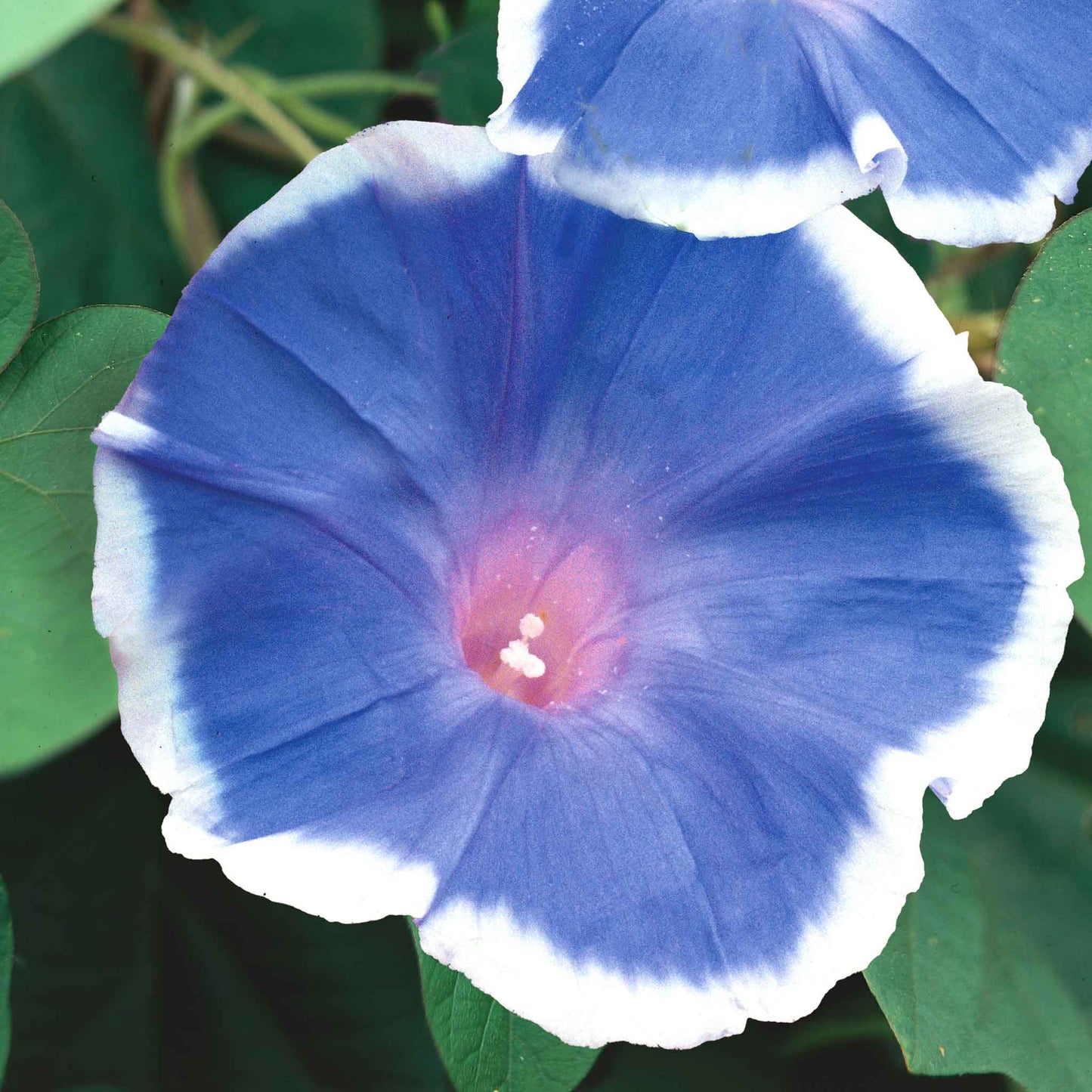 Morning glory blue picotee blue bloom with white picotee edges against green foliage.