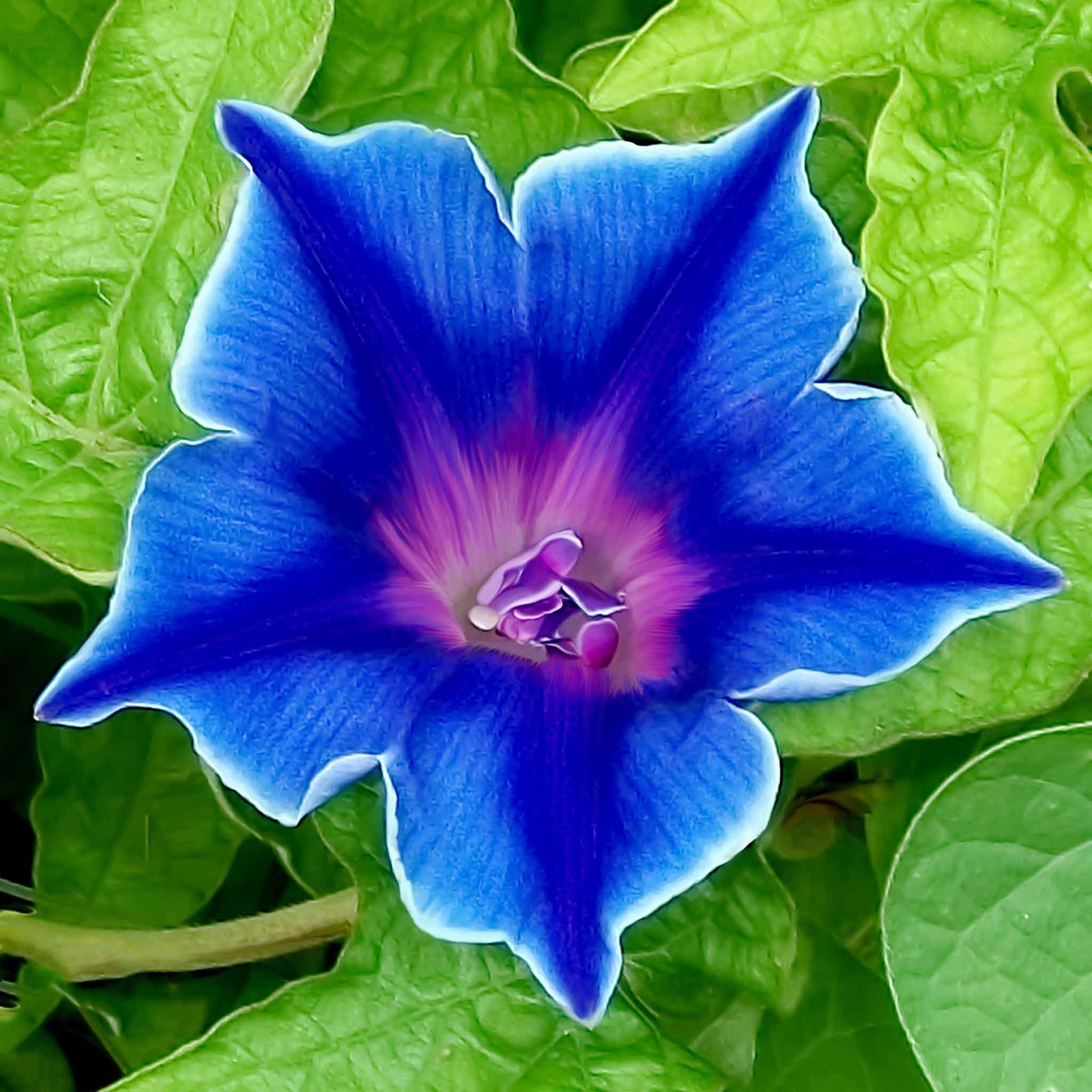 Morning glory blue picotee vibrant blue bloom with a white scalloped edge on a dark backdrop.