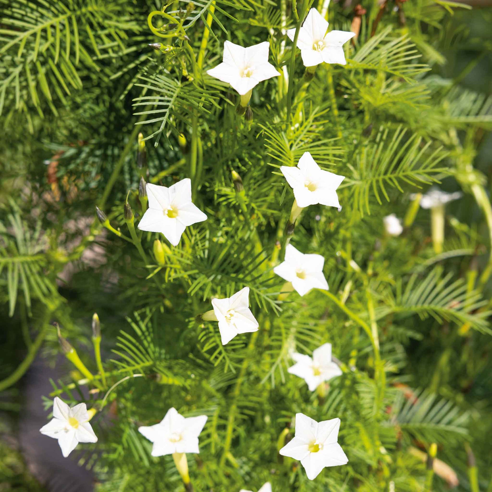 Morning glory cardinal climber white star blooms with yellow centers on a blurred green backdrop.