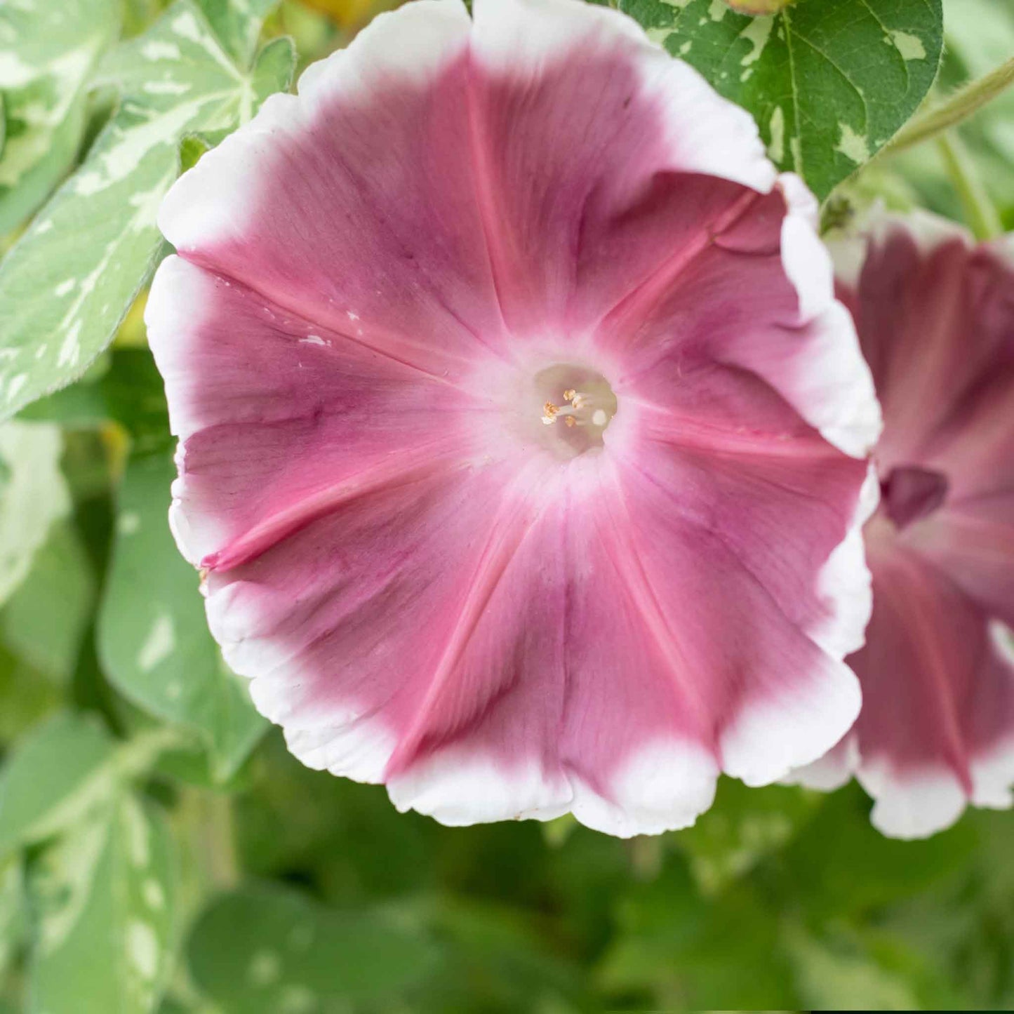 Morning glory chocolate rich chocolate-colored bloom with a deep throat on a plain backdrop.