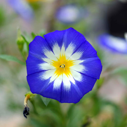 Morning glory dwarf mix blue, purple and white blooms with lush green foliage.