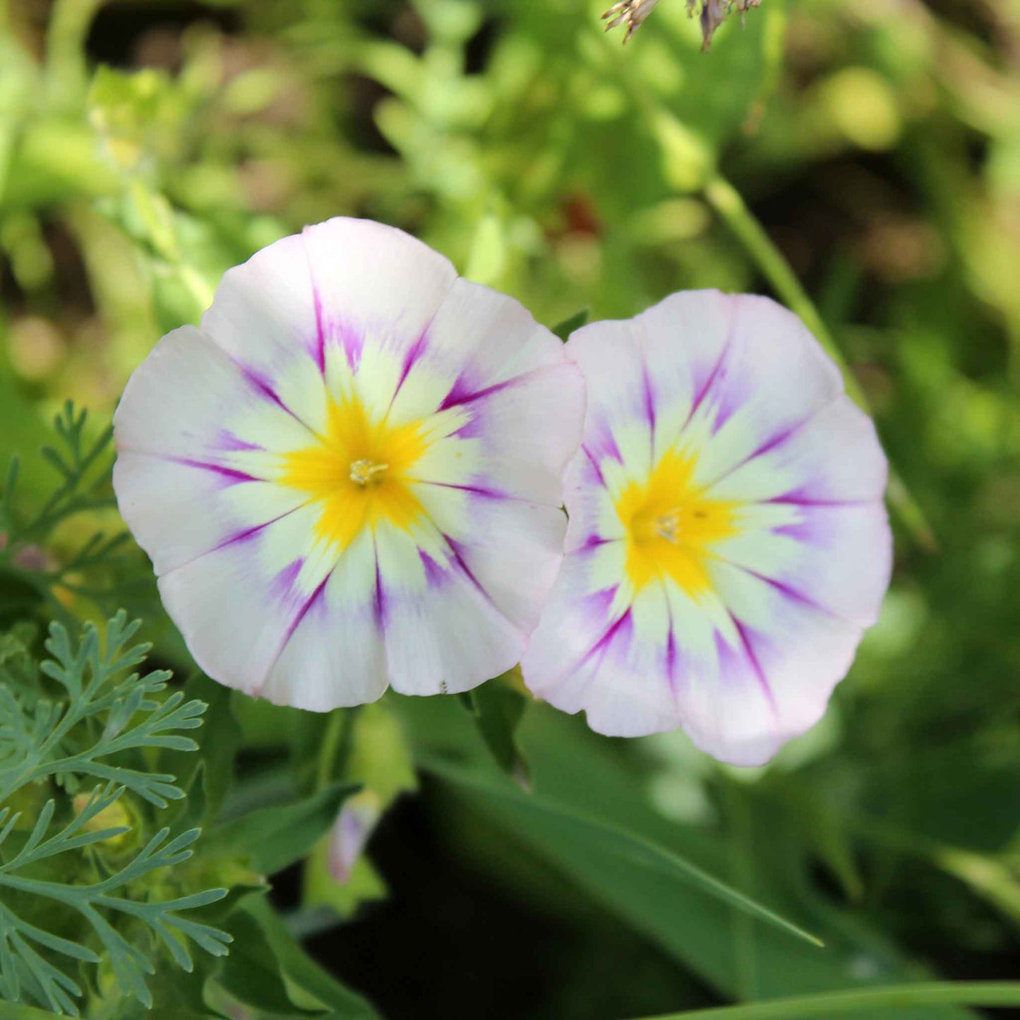 Morning glory dwarf mix two small purple-pink blooms with white centers on a green backdrop.