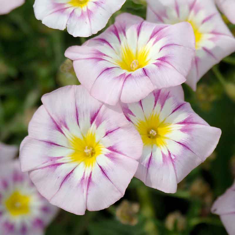 Morning glory rose ensign deep pink bloom with a white star and yellow center on a soft backdrop. | copyright: Floramedia UK Ltd