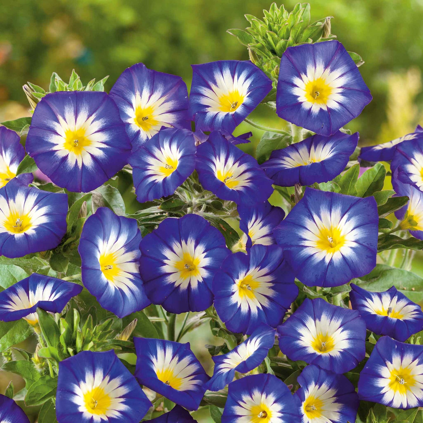 Morning glory royal ensign vibrant purple bloom with a bright white center in a sunny garden.