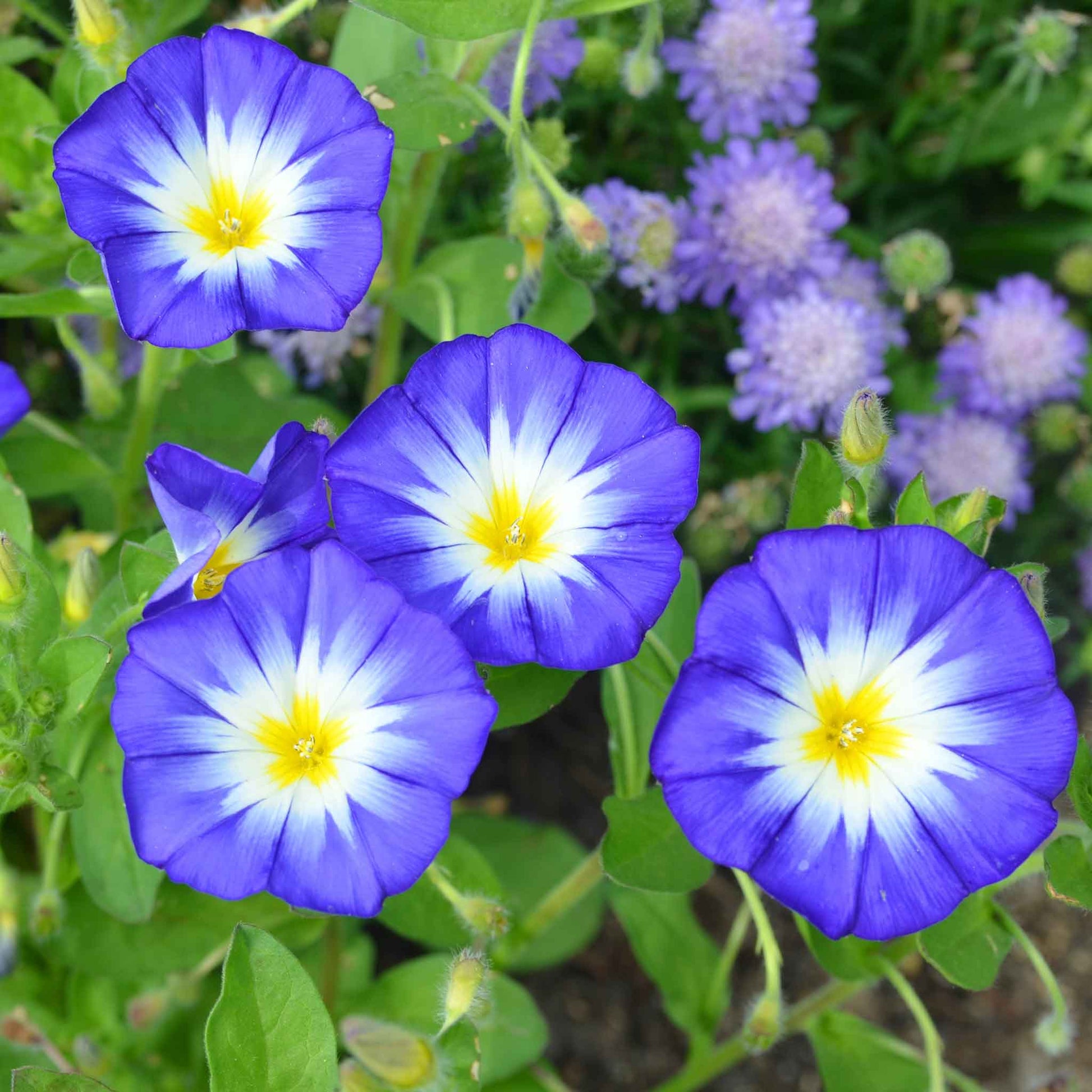 Morning glory royal ensign rich purple bloom with a white center among green foliage.