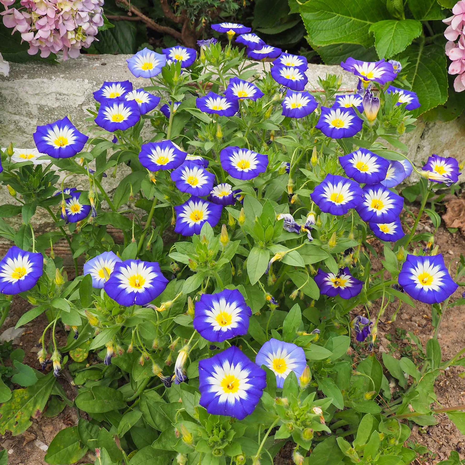 Morning glory royal ensign deep blue and white blooms massed together in a garden border.