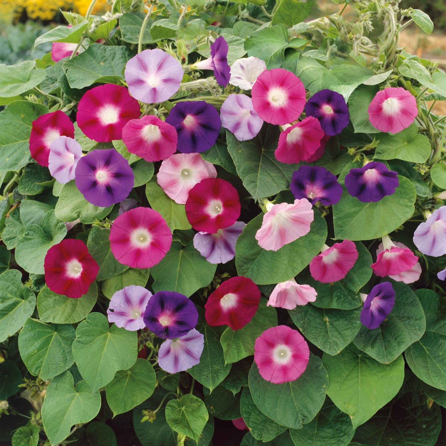 Morning glory ismay soft pale purple bloom with a dark center against a white backdrop.