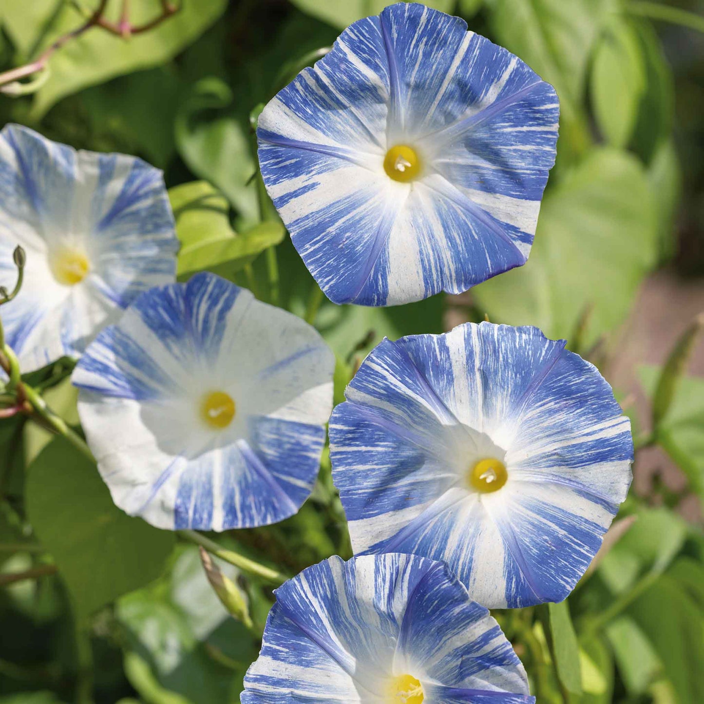 Morning glory flying saucers blue and white striped bloom with a vibrant rim on a green backdrop.
