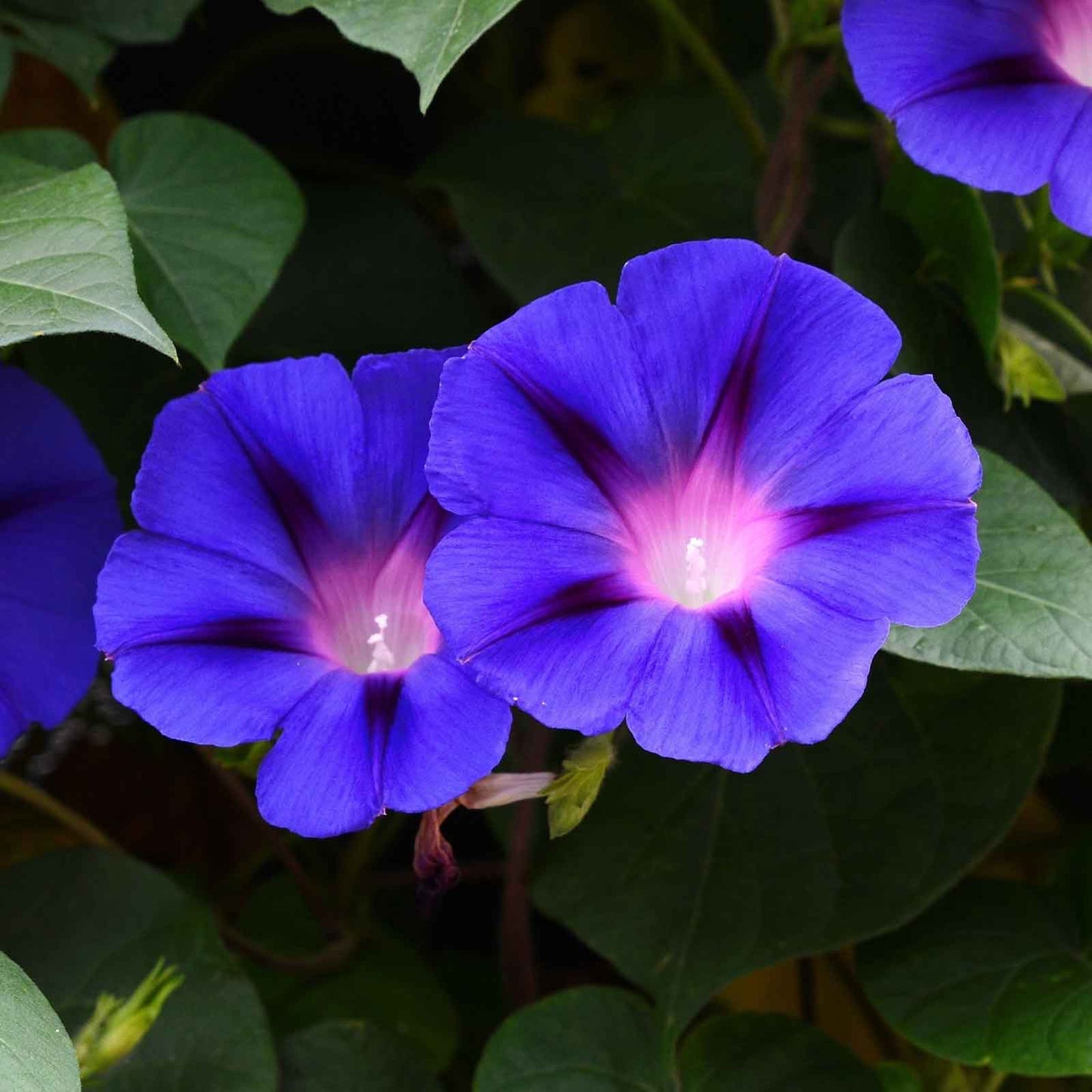  Morning glory grandpa ott deep purple blooms with dark throats on a vine with green leaves.
