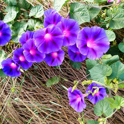 Morning glory grandpa ott vivid purple bloom with a deep throat against a dark backdrop.