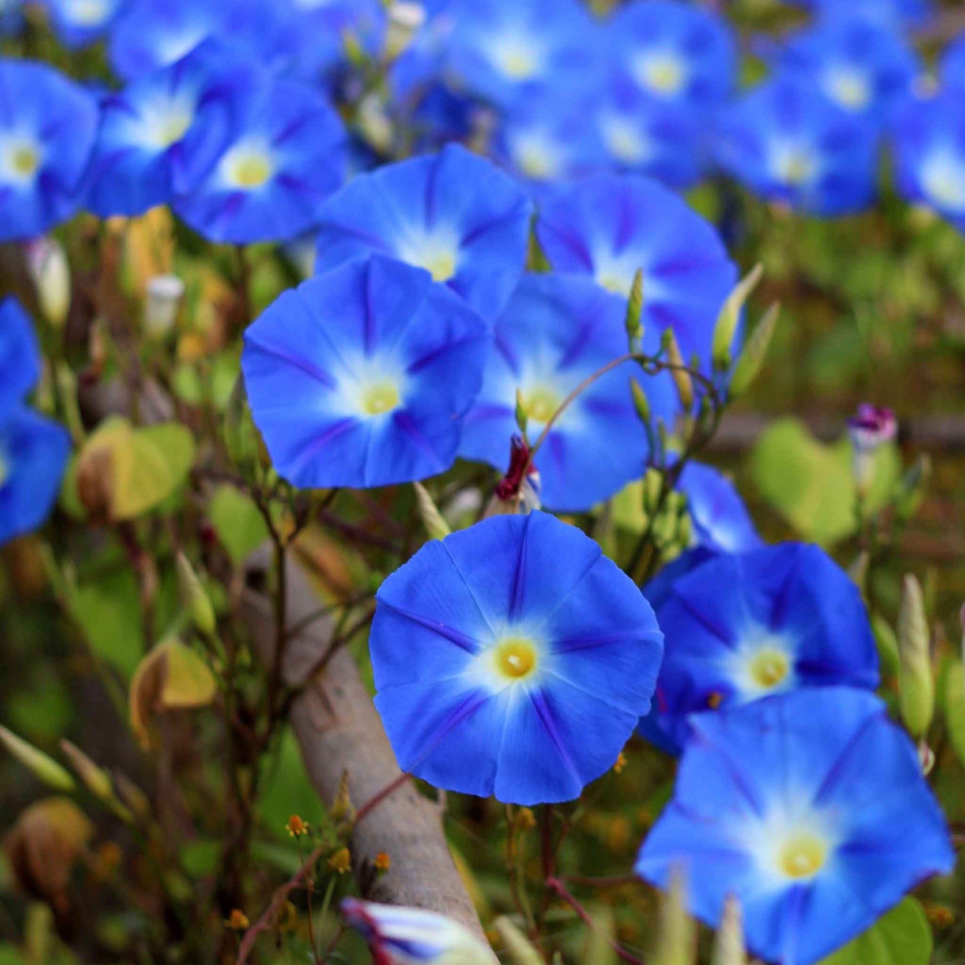 Morning glory heavenly blue vivid blue bloom with a white throat against a green backdrop.
