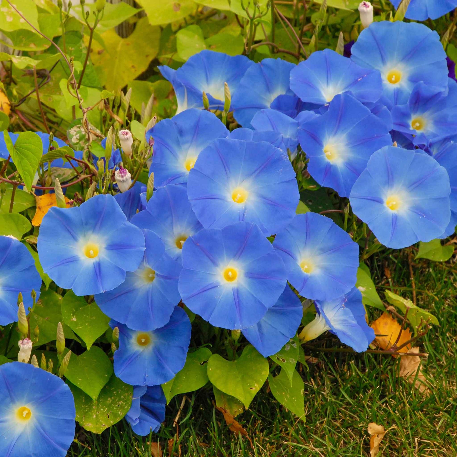 Morning glory heavenly blue bright blue trumpet-shaped bloom with green foliage in the background.