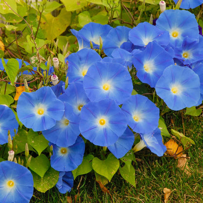 Morning glory heavenly blue bright blue trumpet-shaped bloom with green foliage in the background.