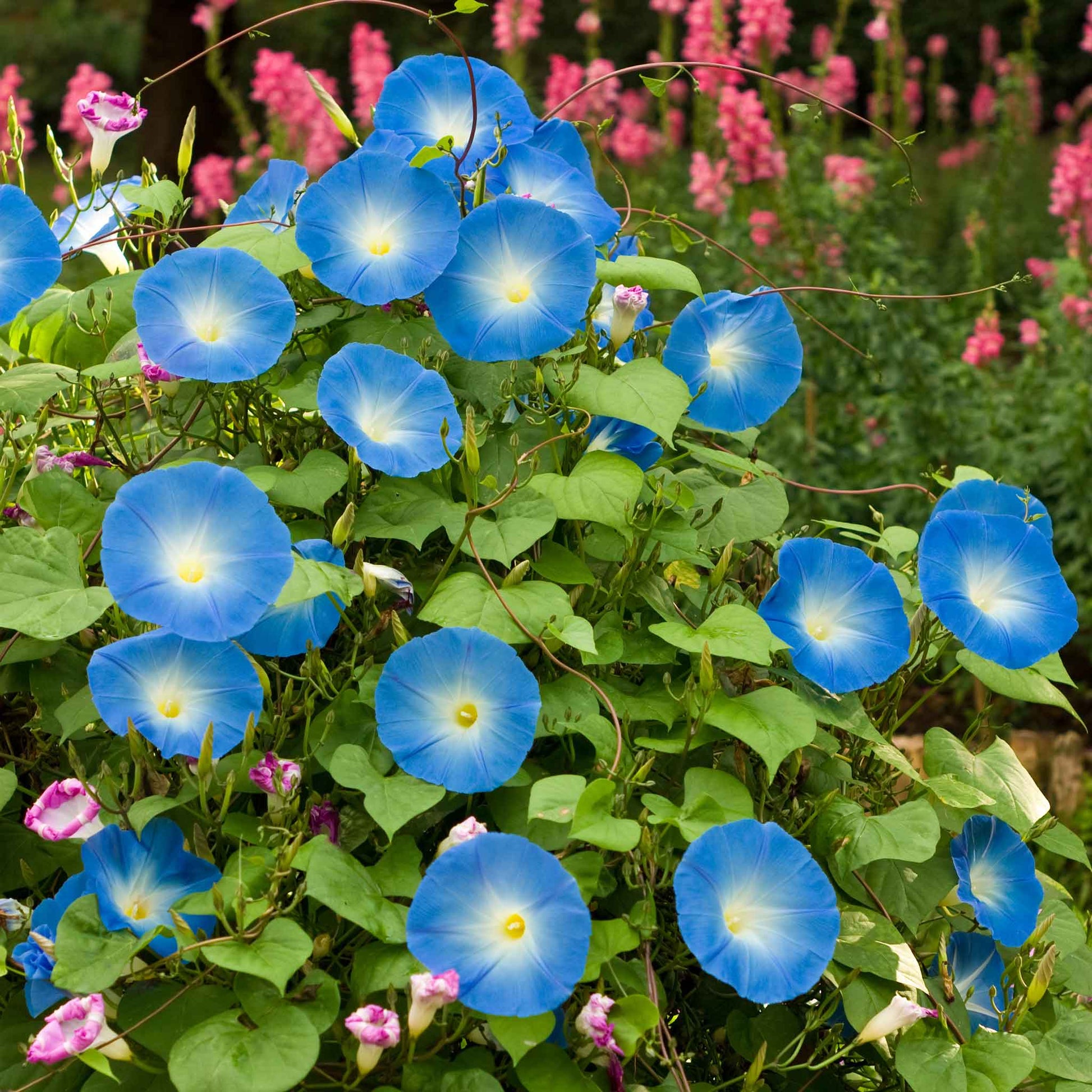 Morning glory heavenly blue deep blue bloom with a white center on a green leafy backdrop.