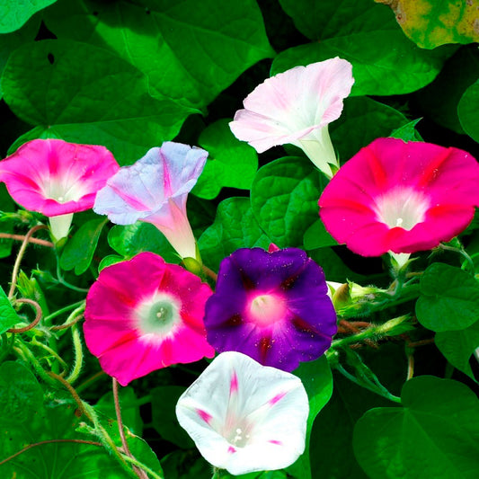 Morning glory imperial mix purple, pink and white blooms on bright green vines.