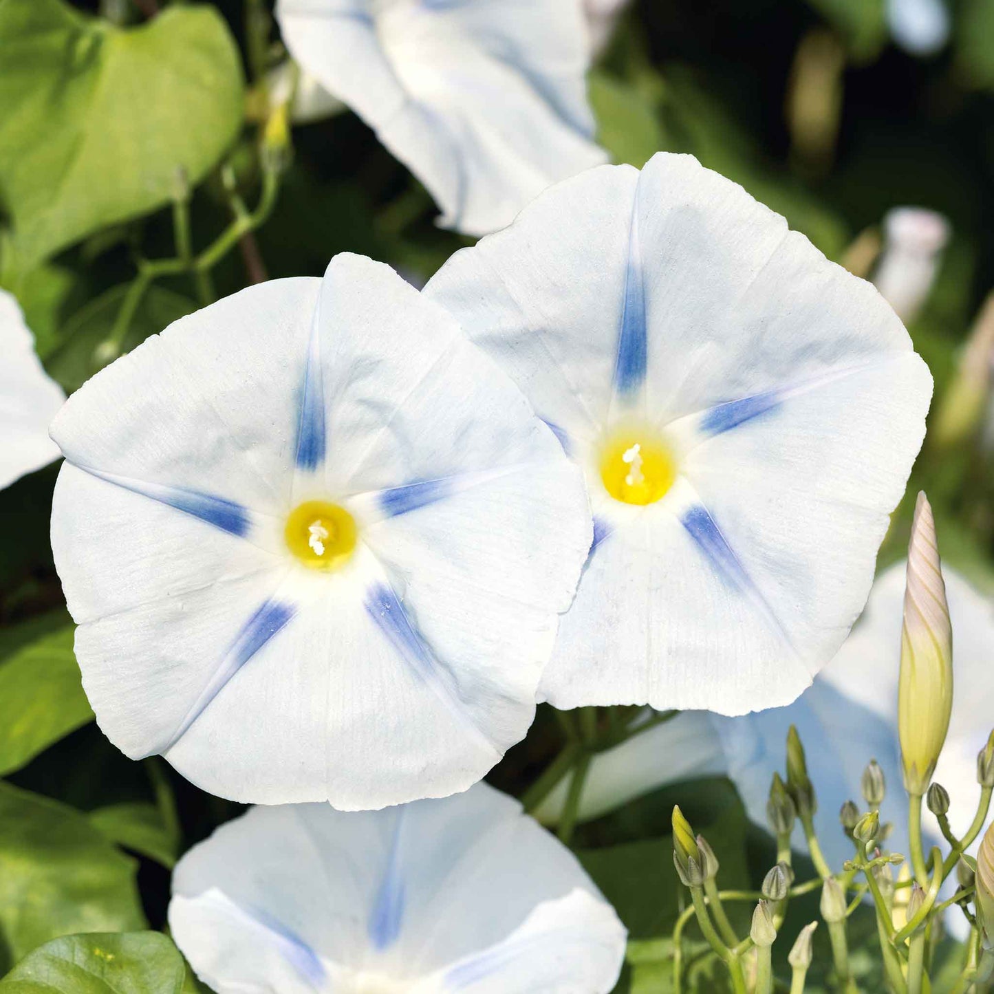 Morning glory ismay dark purple-black blooms with a faint star pattern on a leafy backdrop.