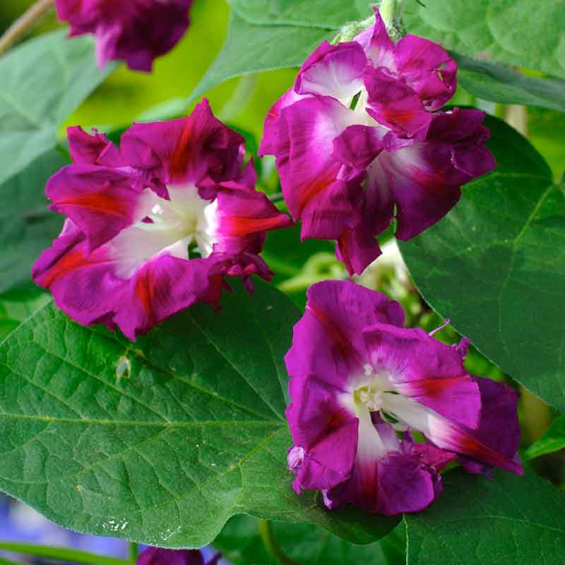Morning glory japanese ruffled ruffled purple-pink bloom with frilly petals on a green backdrop. | copyright: Floramedia UK Ltd