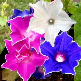 Kikyo zaki morning glory star-shaped mix of purple, pink and white blooms in vibrant colors.