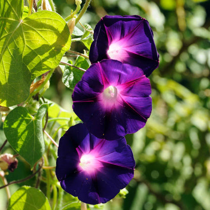 Morning glory knowlians black dark almost-black bloom with a deep purple center on a green backdrop.