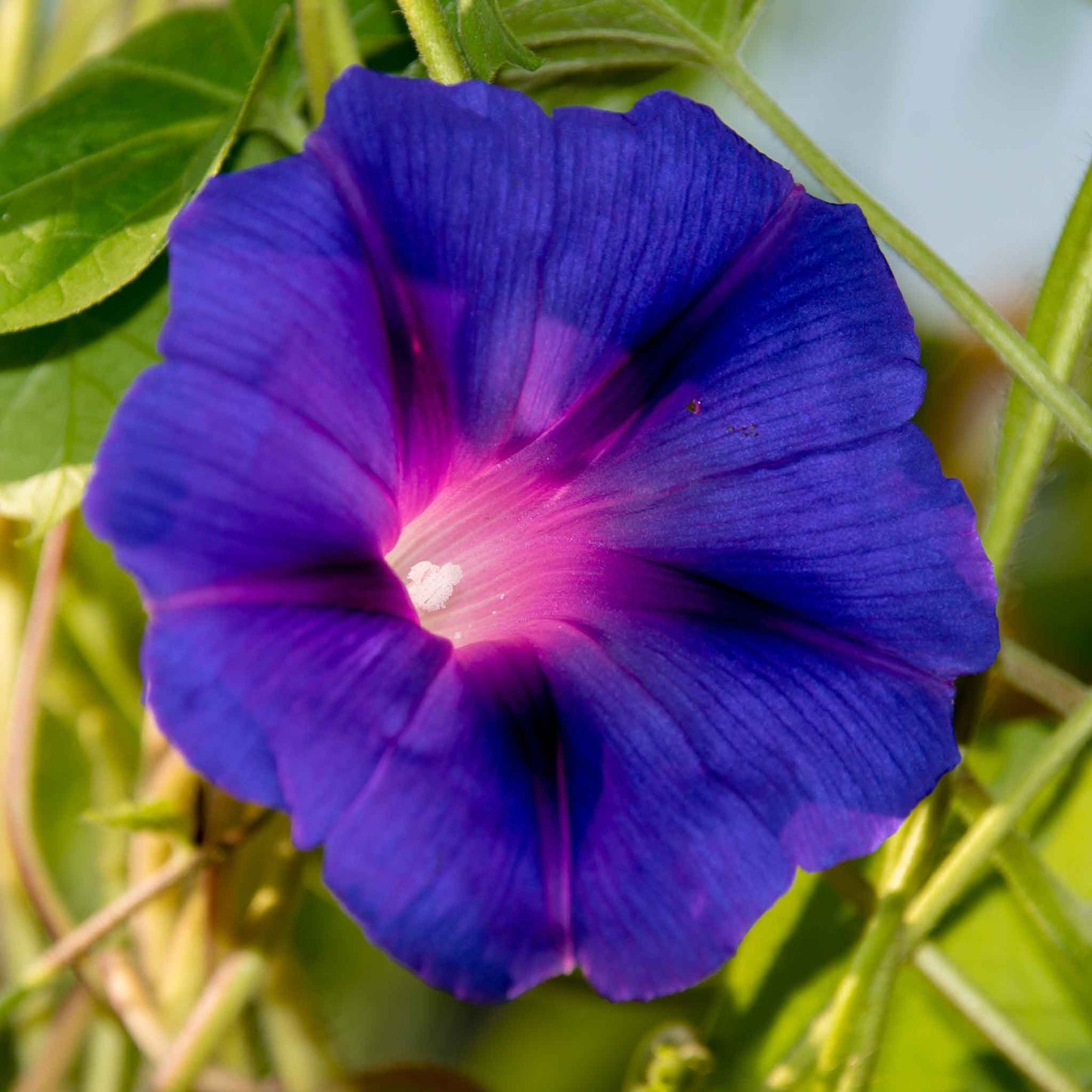 Morning glory knowlians black dark purple bloom with a lighter center against a green backdrop.