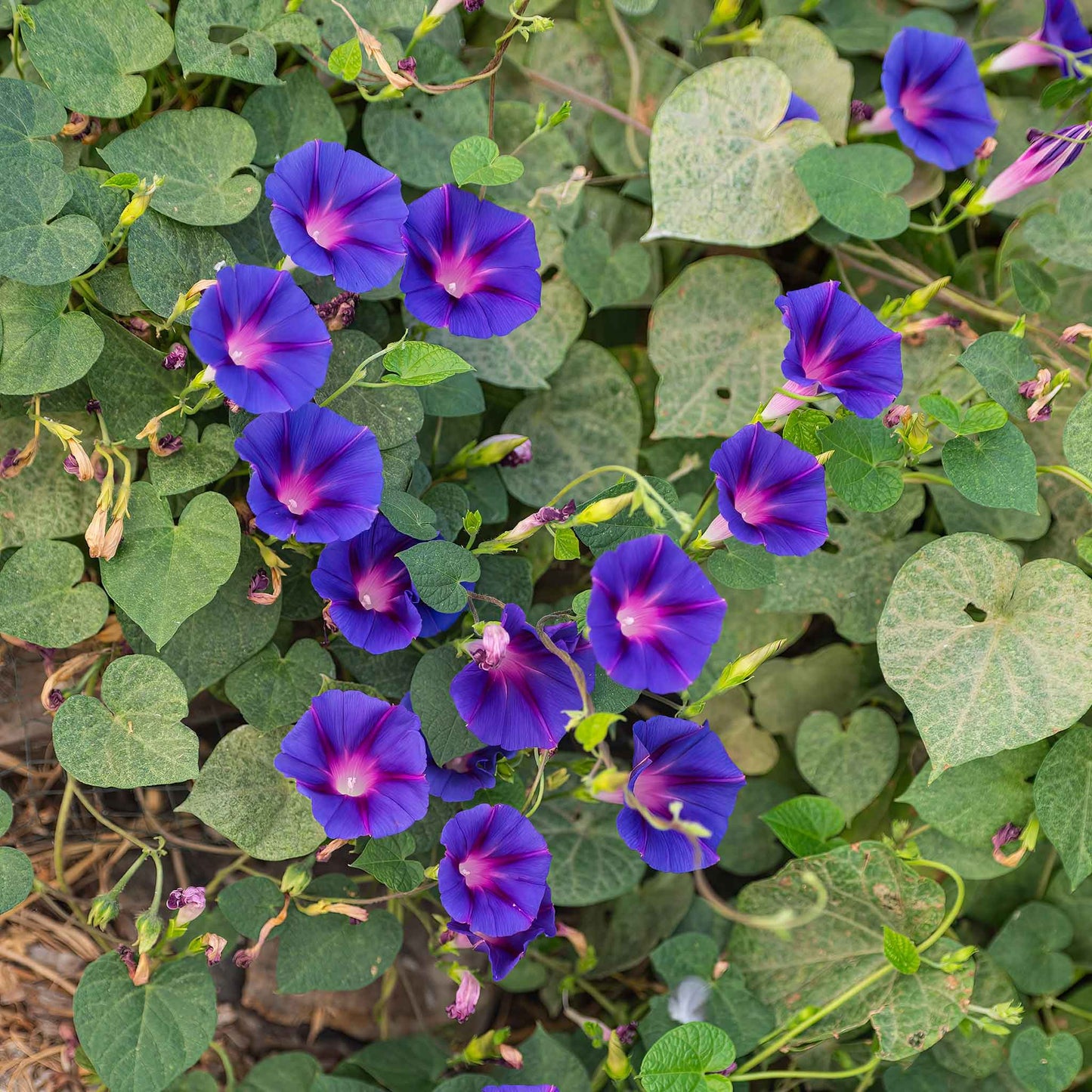 Morning glory knowlians black deep purple bloom with a dark center among green leaves.