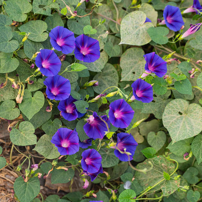 Morning glory knowlians black deep purple bloom with a dark center among green leaves.