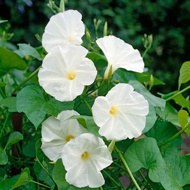 Morning glory pearly gates pure white blooms with a green throat against a green backdrop. | copyright: Floramedia UK Ltd