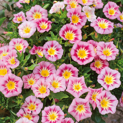 Morning glory rose ensign soft pink blooms on a vibrant green vine in a garden.