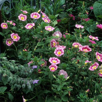 Morning glory rose ensign pink bloom with white center and dark pink veins on a green backdrop.
