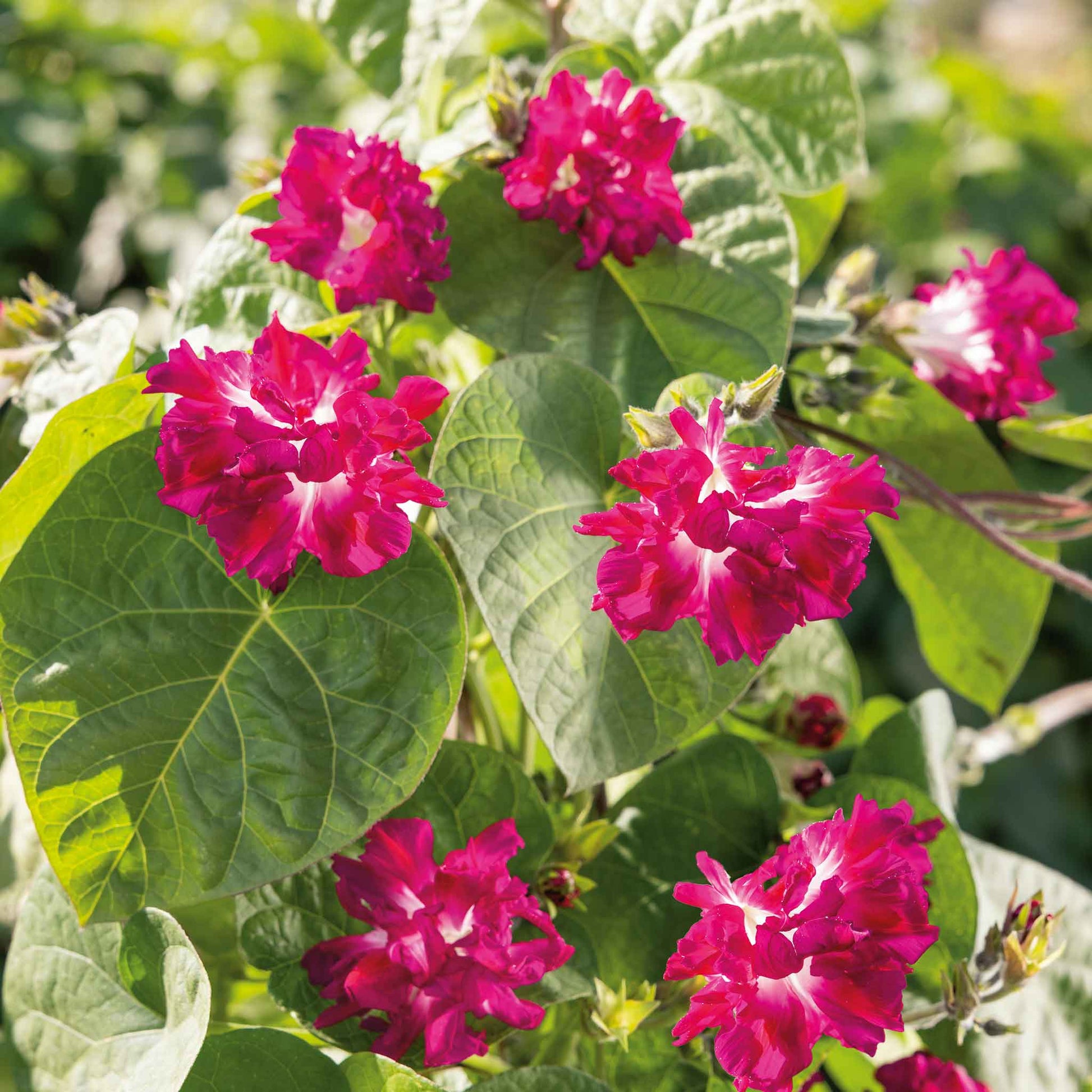 Morning glory ruffled pink and blue ruffled blooms with green foliage in a garden.