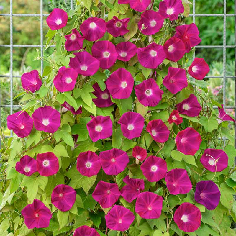 Morning glory scarlett ohara vivid red blooms with deep throats and green foliage in a garden. | copyright: Floramedia UK Ltd