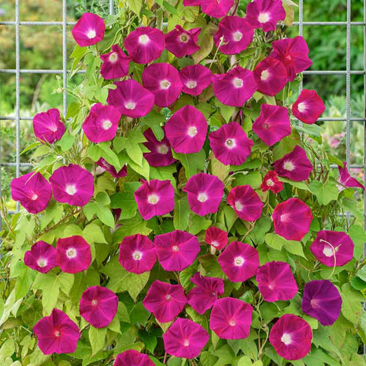 Morning glory scarlett ohara vivid red blooms with deep throats and green foliage in a garden. | copyright: Floramedia UK Ltd