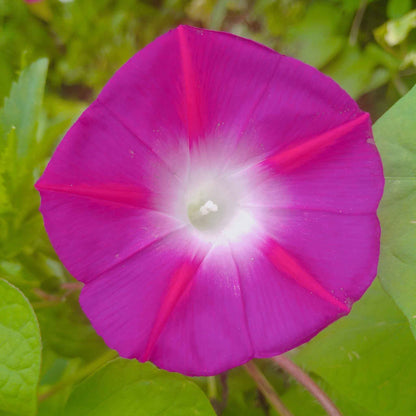 Morning glory scarlett ohara bright red blooms with deep throats climbing on a green vine.
