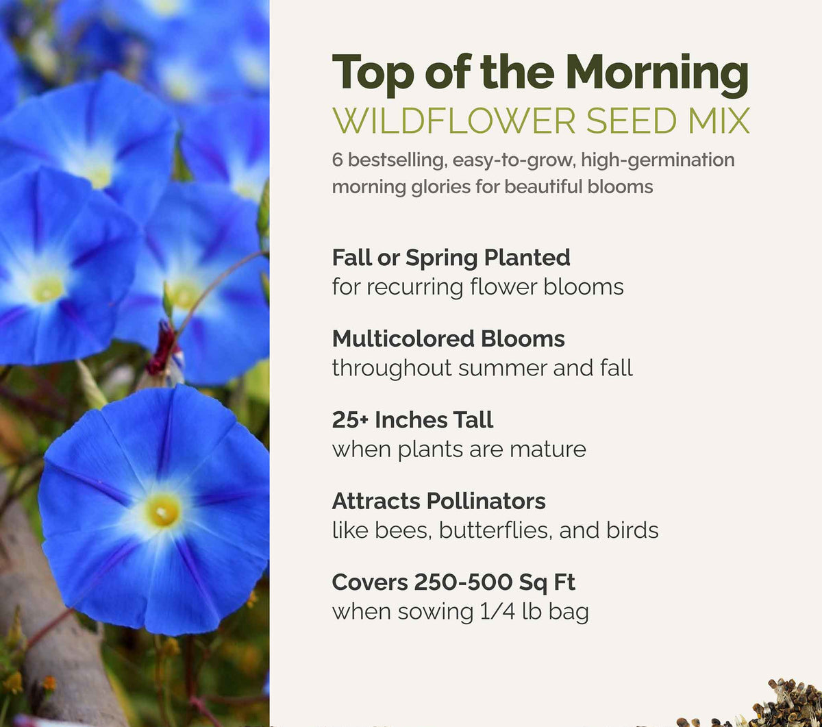 A visual overview of the wildflower seed mix, showcasing expected floral blooms.