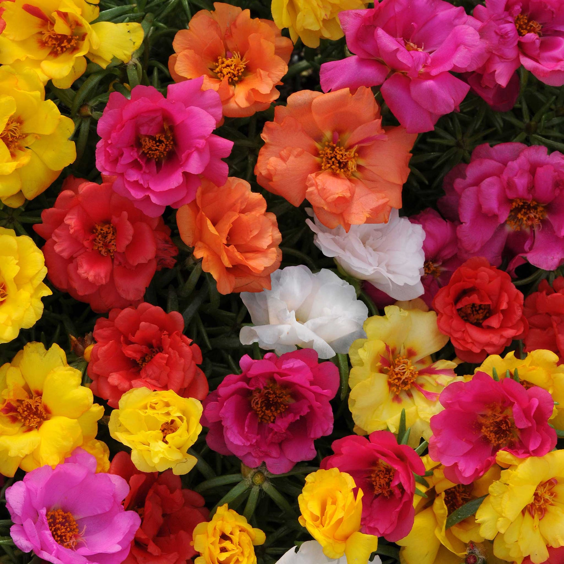 Moss rose happy hour mix bright mixed color blooms densely packed in a sunny garden.
