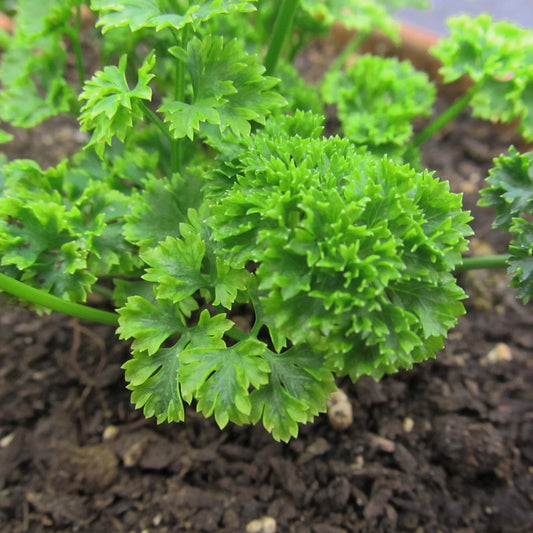 Moss Curled Parsley Seedlings – live herbs seedling
