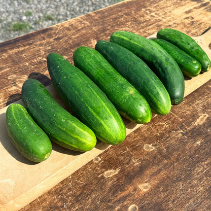 Muncher Cucumber