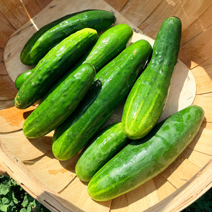 Muncher Cucumber