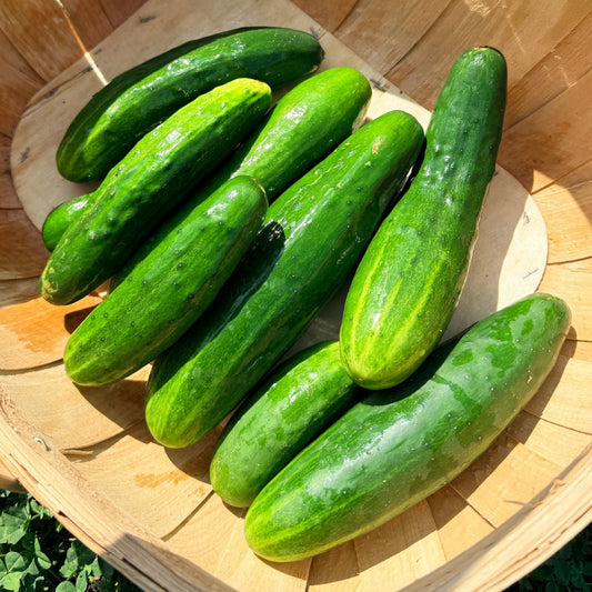 Muncher Cucumber – vegetable seed variety