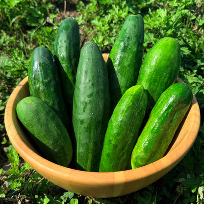 Muncher Cucumber