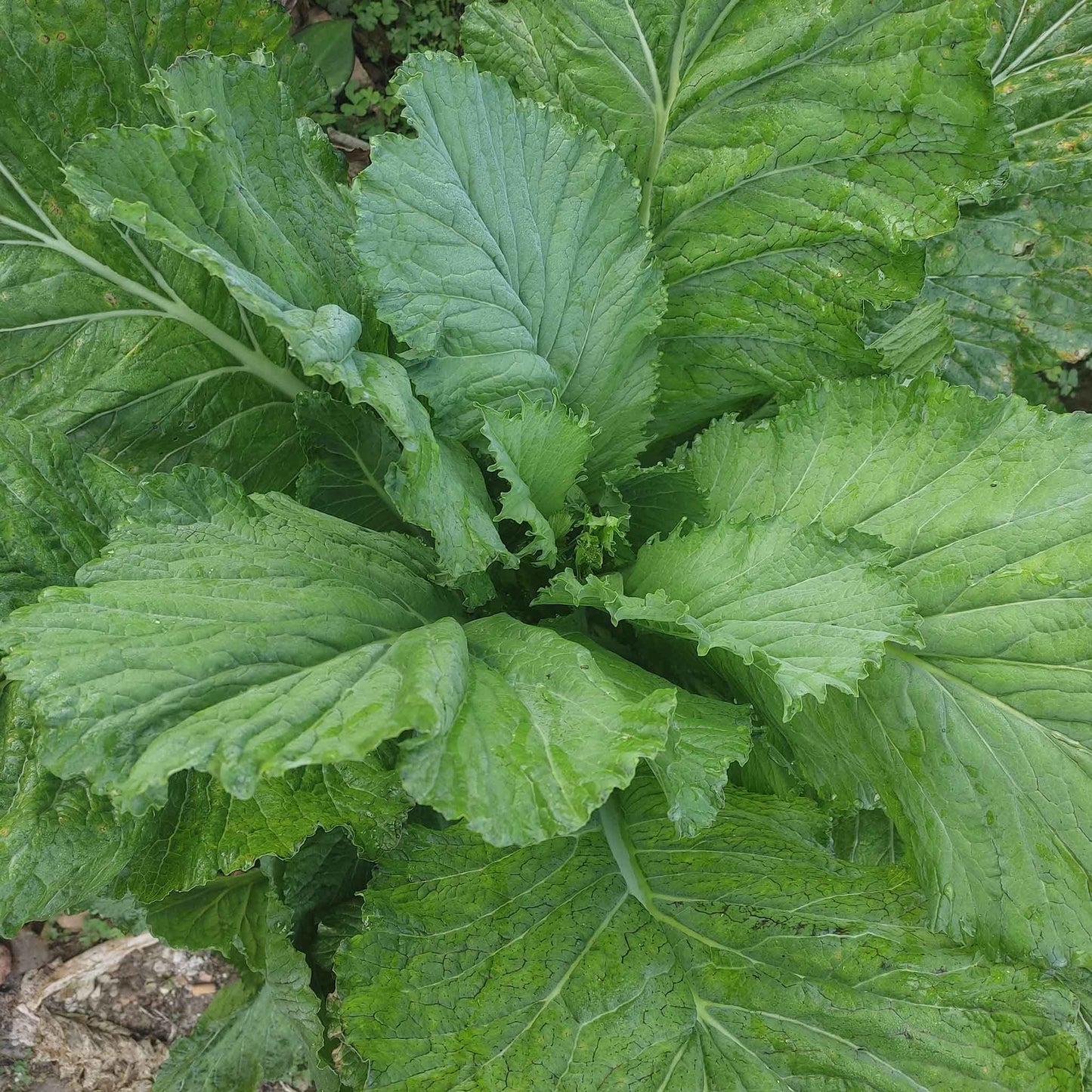 A close-up of vibrant green Florida Broadleaf mustard plant growing in a garden bed.