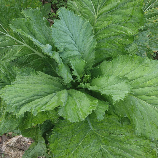 A close-up of vibrant green Florida Broadleaf mustard plant growing in a garden bed.