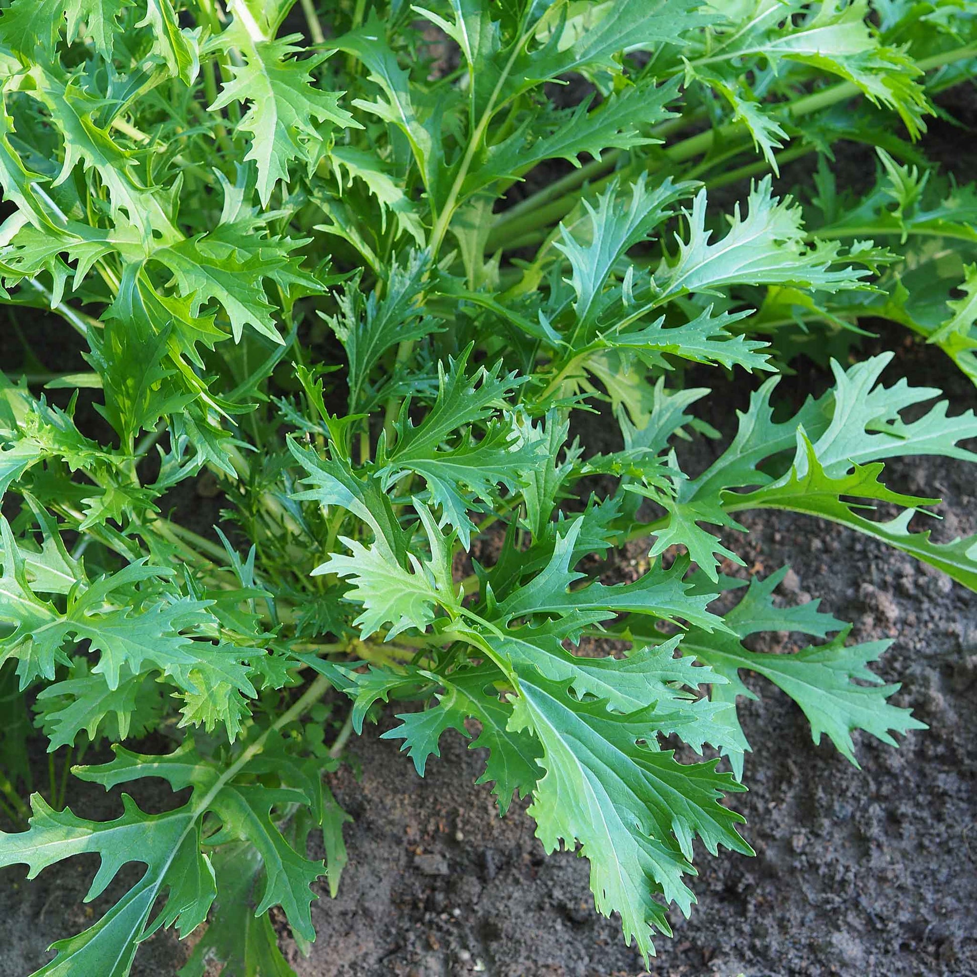 A close-up shot of vibrant green Mizuna mustard leaves, showcasing their delicate, serrated edges.