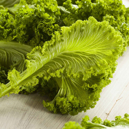 A close-up of an Old Fashion mustard leaf showing off its crinkled edges.